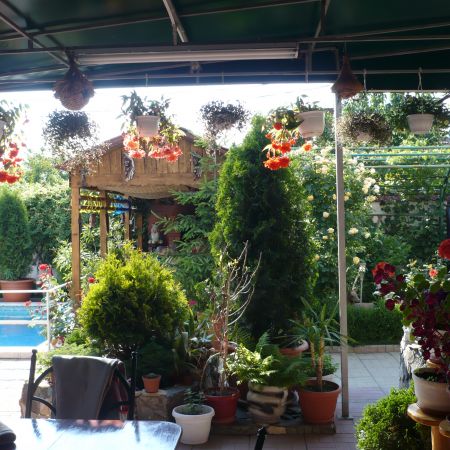 florile mele